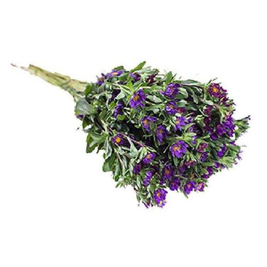 迷你菊 紫色 商品图1