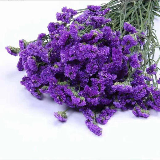 勿忘我 深紫色 商品图2