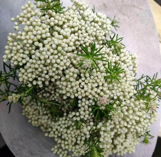 米花 白色 商品图1