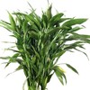 富贵竹 商品缩略图3
