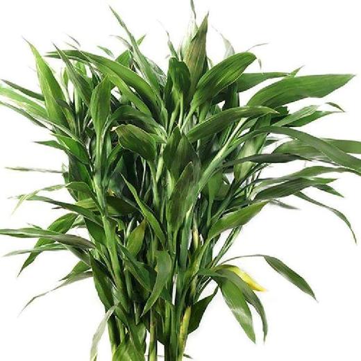 富贵竹 商品图3