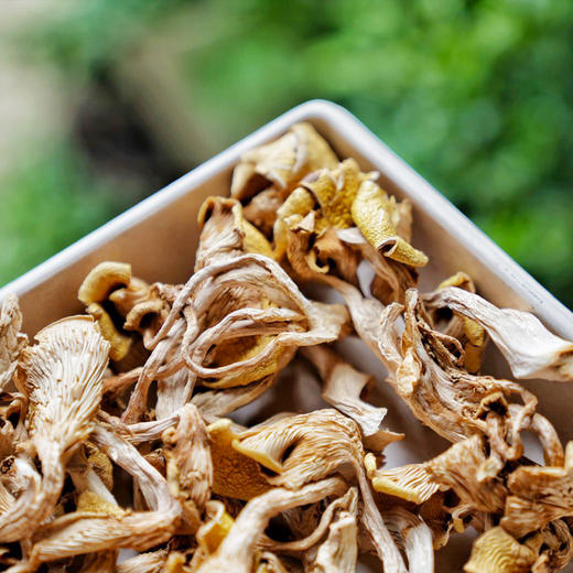 鸡油菌干厨房团队实地溯源颜色鲜艳杏黄似鸡油煲汤鲜美炒食脆嫩自然