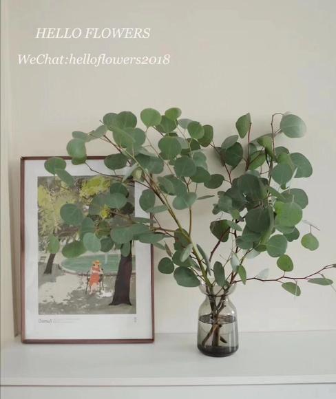 苹果叶尤加利 圆叶尤加利 商品图2