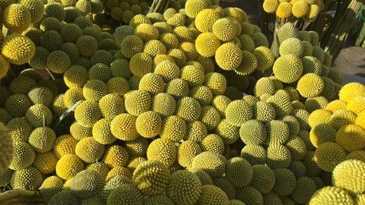 黄金球 商品图4