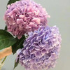 绣球 粉紫色 商品缩略图0