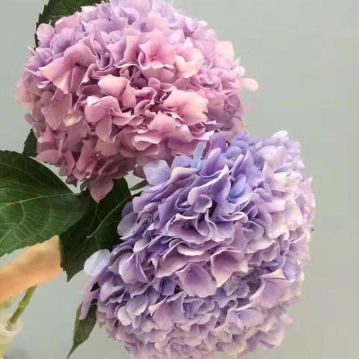 绣球 粉紫色 商品图0