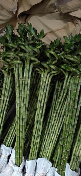 转运竹 商品图2