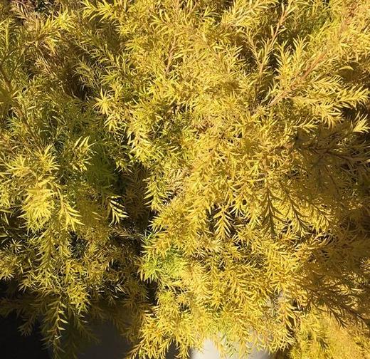 原色千层金 商品图2