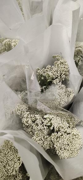 米花 白色 商品图4