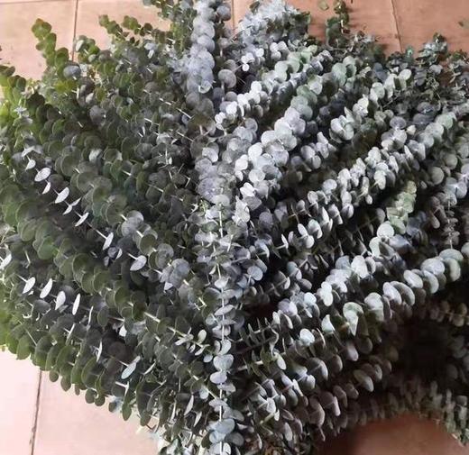 小叶多支尤加利 蓝宝贝A 商品图0