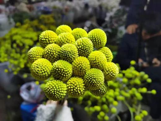 黄金球 商品图1