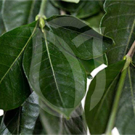 栀子叶 商品图4