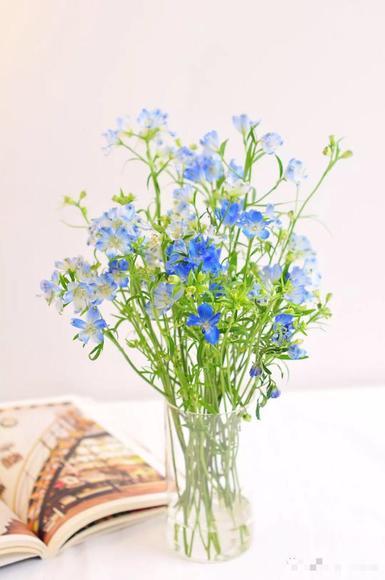 小飞燕 商品图1