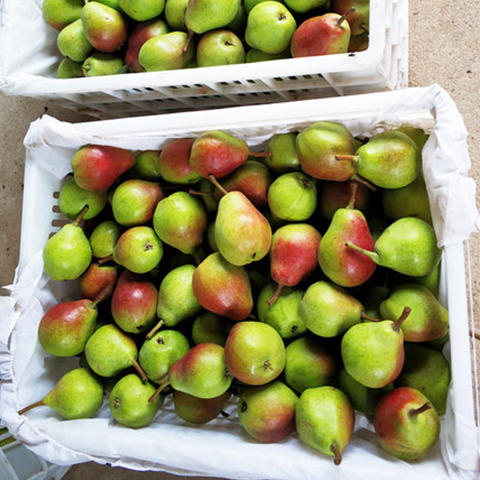 赠品原生态红茄梨现摘现发吃软不吃硬单独发货