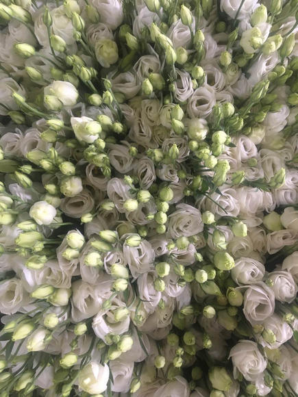 大扎洋桔梗 白 商品图2