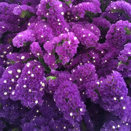 勿忘我 深紫色 商品图1