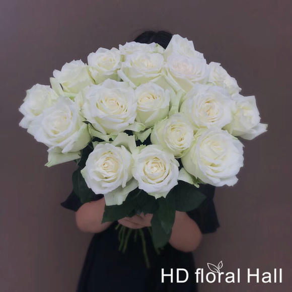 玫瑰 白玫瑰 坦尼克