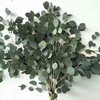苹果叶尤加利 圆叶尤加利 商品缩略图4