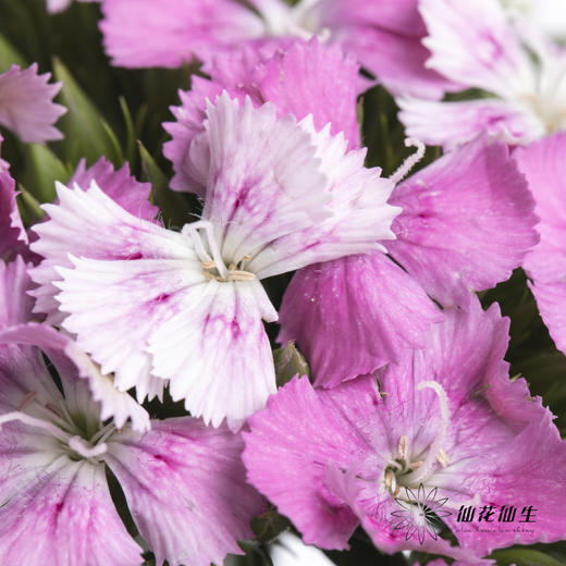 配花 | 相思梅粉色 商品图0