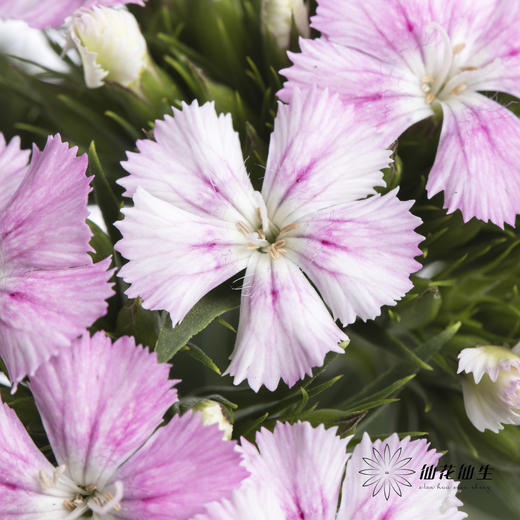 配花 | 相思梅粉色 商品图3