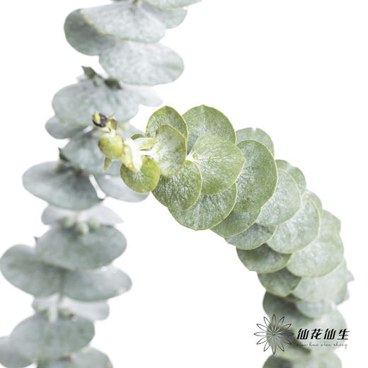 叶材 | 尤加利小叶单支 商品图0