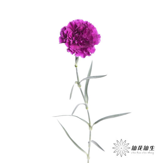 单头康乃馨 | 紫水晶（玫紫） 商品图2