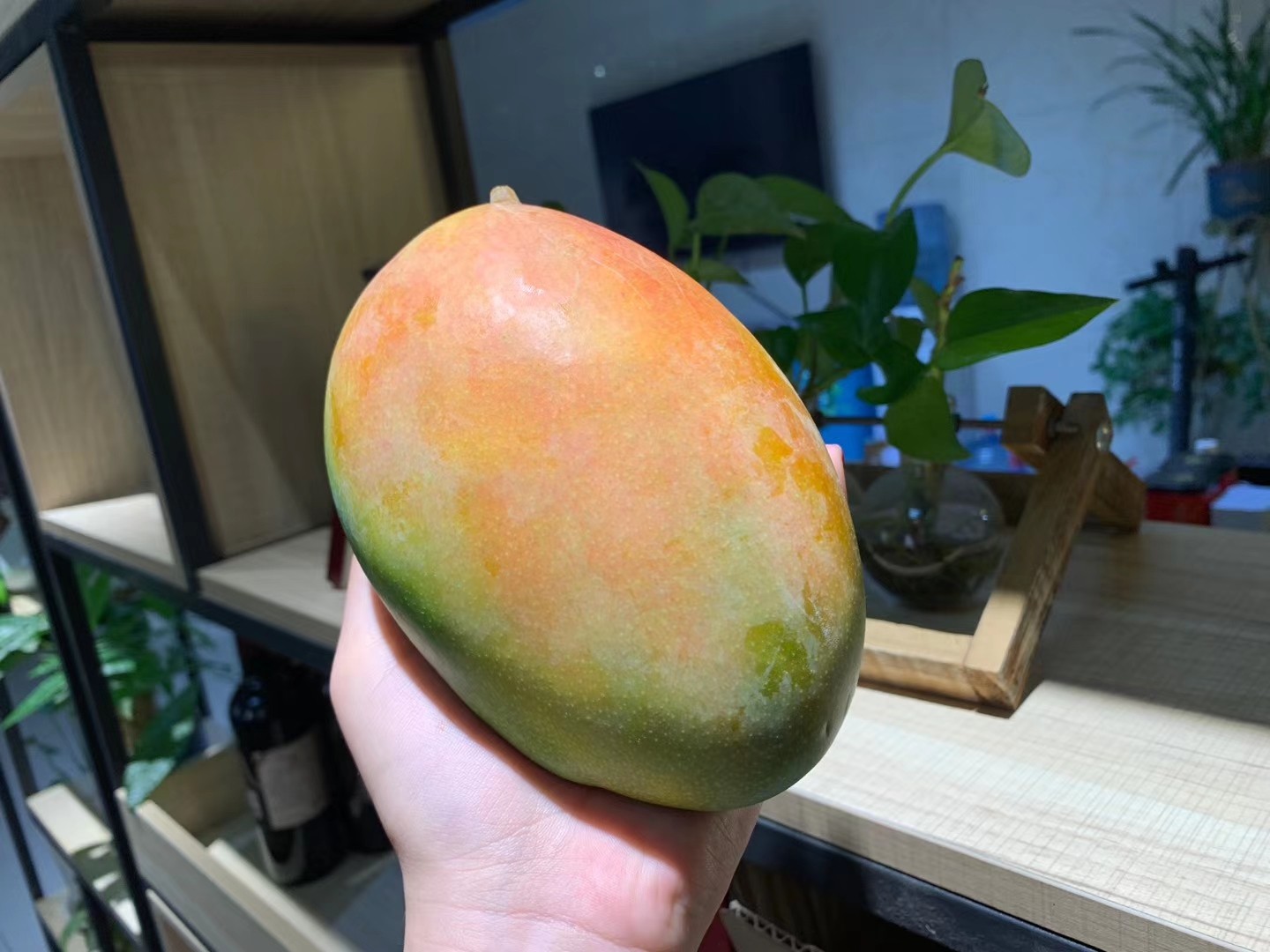 一见倾心太阳芒果自然熟胜利纤维少甜度高可食用率高皮薄核小肉厚多汁