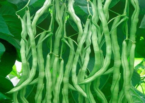 龙豆400g盒次日达