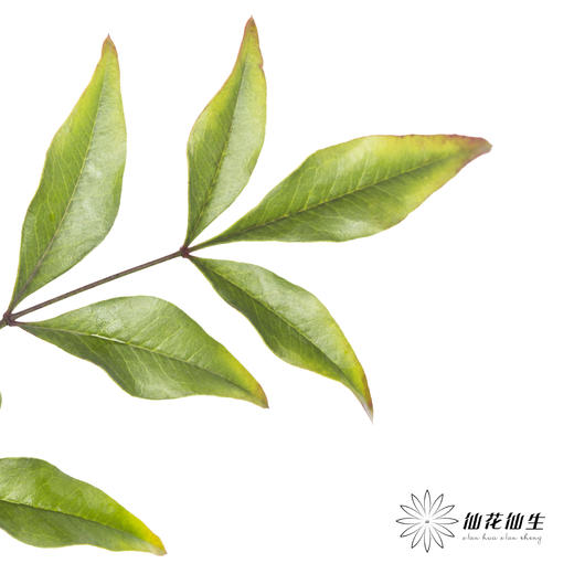 叶材 | 南天竹绿色 商品图2