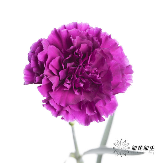 单头康乃馨 | 紫水晶（玫紫） 商品图0