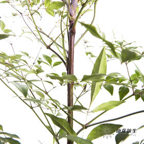 叶材 | 南天竹绿色