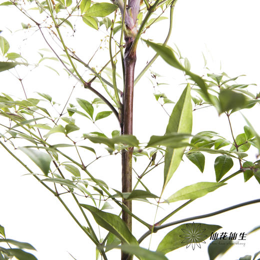 叶材 | 南天竹绿色 商品图0