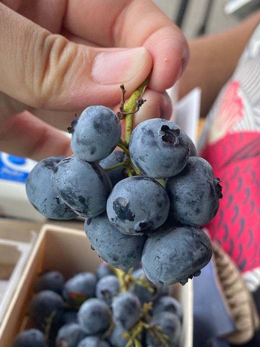 护眼神器!甜蜜无酸!果粉超足,蓝莓香味超浓!