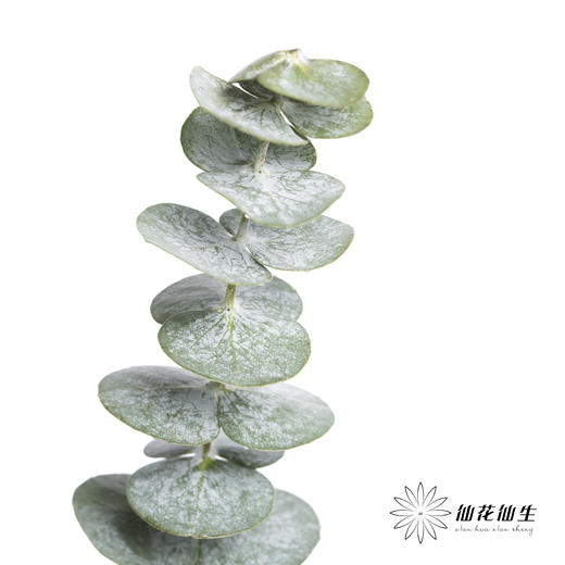 叶材 | 尤加利小叶单支 商品图1
