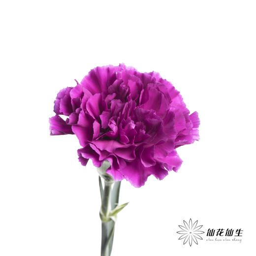 单头康乃馨 | 紫水晶（玫紫） 商品图1