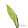 叶材 | 一叶兰 商品缩略图0