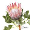 南非花材 | 帝王粉色Cynaroides （轻微烧叶，不售后，介者慎拍） 商品缩略图3