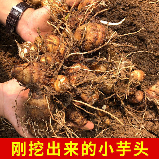 奶心小芋头○ 带言 商品图5