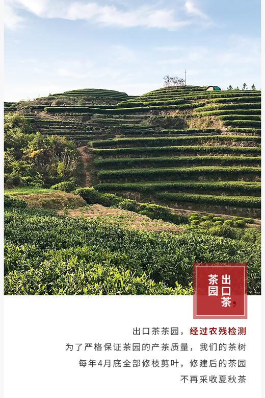 年货福利 2022年福鼎老寿眉散茶 200克简装 商品图7