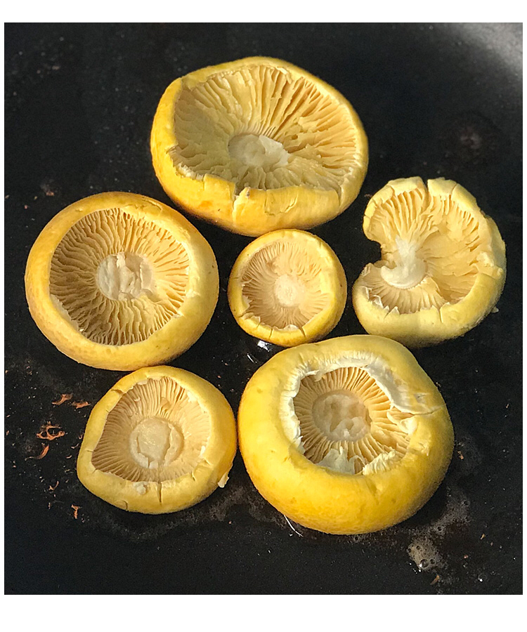 石渠白菌甘孜石渠县特产全国农产品地理标志菌香味浓郁味道嫩滑