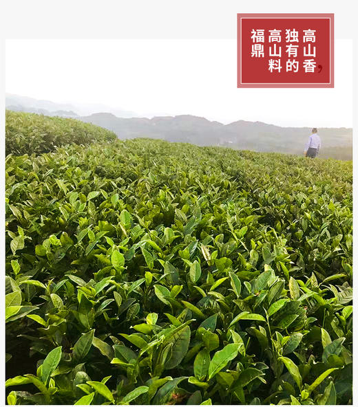 年货福利 2022年福鼎老寿眉散茶 200克简装 商品图8