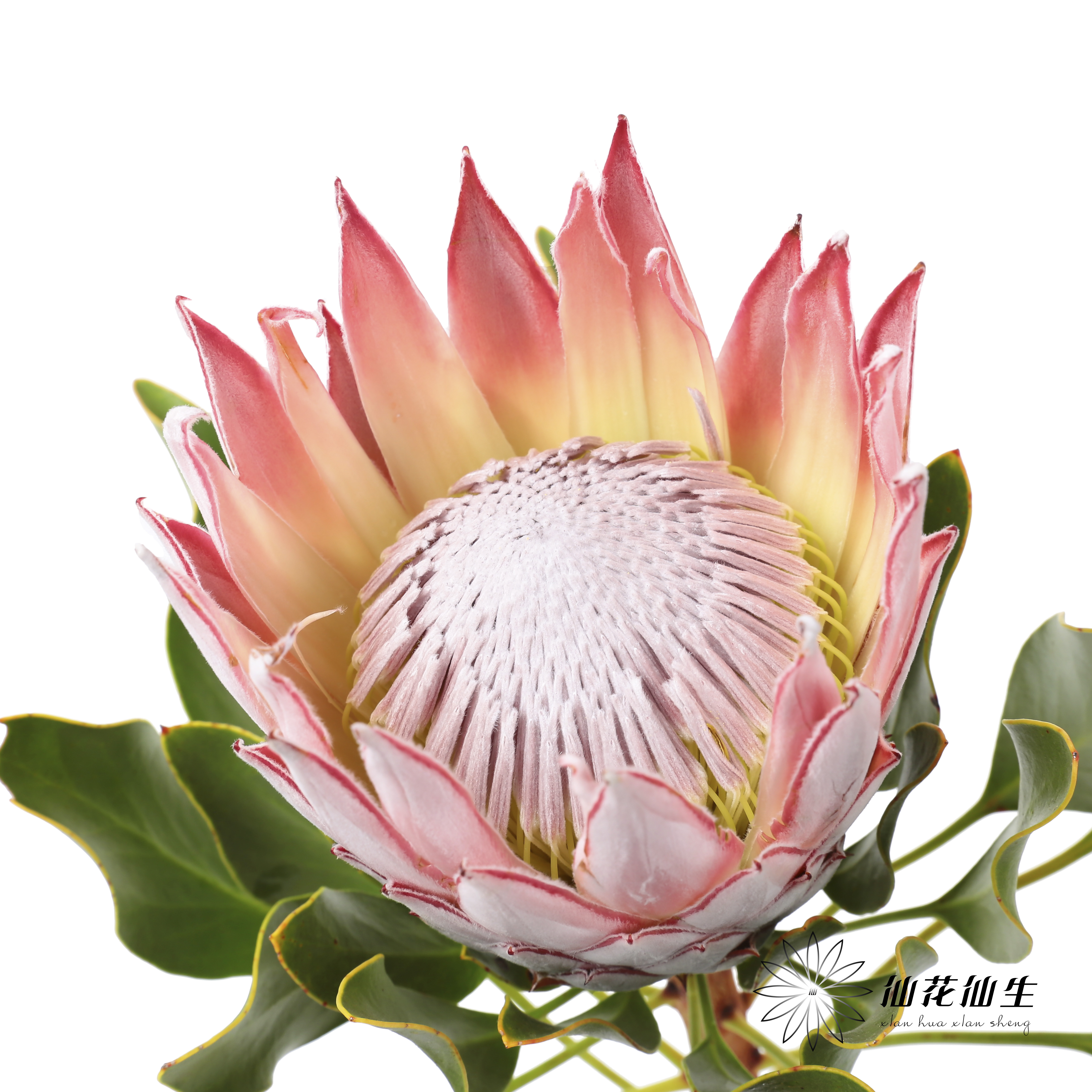 南非花材 | 帝王粉色Cynaroides （轻微烧叶，不售后，介者慎拍）