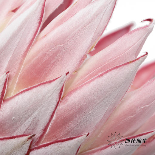 南非花材 | 帝王粉色Cynaroides （轻微烧叶，不售后，介者慎拍） 商品图2