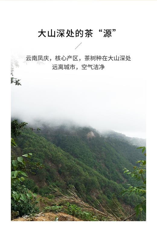 滇香阁 醉金枝红茶 75g 商品图8