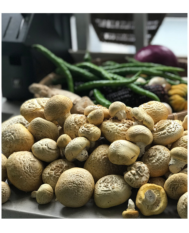 石渠白菌甘孜石渠县特产全国农产品地理标志菌香味浓郁味道嫩滑