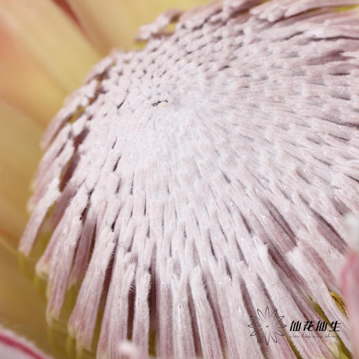 南非花材 | 帝王粉色Cynaroides （轻微烧叶，不售后，介者慎拍） 商品图1