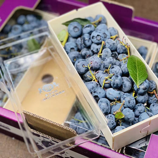 串枝蓝莓 商品图3