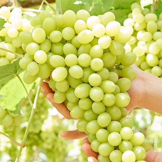 【新疆吐鲁番无核白葡萄】约4斤/箱，纯甜无籽 商品图2