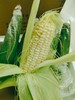 牛奶玉米，一口爆汁，甜脆的口感，让你爱不释手 商品缩略图1