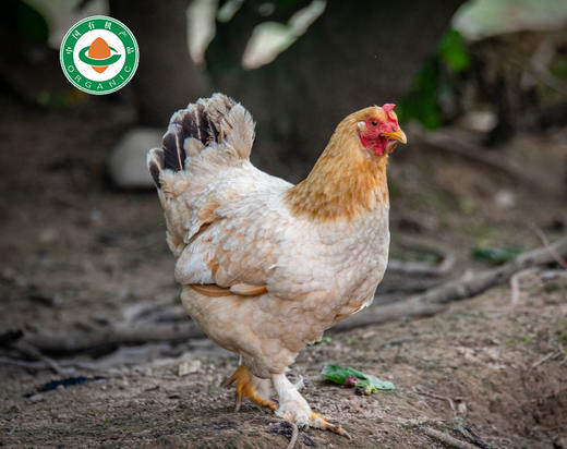 丨有机丨皖南竹乡鸡 童子鸡 老母鸡 新鲜鸡肉 商品图0